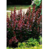 BERBERIS thunbergii ATROPURPUREA