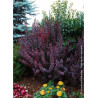 BERBERIS thunbergii ATROPURPUREA