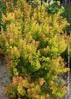 BERBERIS thunbergii ORANGE TORCH
