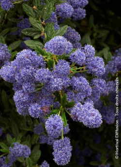 CEANOTHUS CONCHA