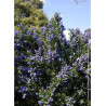 CEANOTHUS SKYLARK
