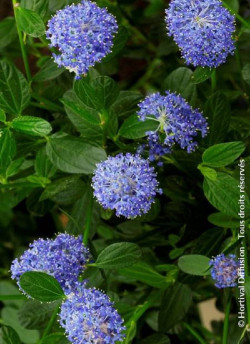CEANOTHUS SKYLARK