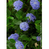 CEANOTHUS SKYLARK
