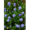 CEANOTHUS SKYLARK