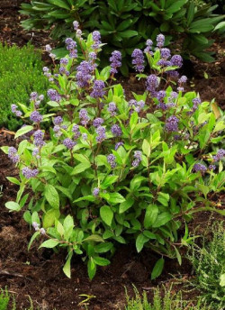 CEANOTHUS delilianus COMTESSE DE PARIS