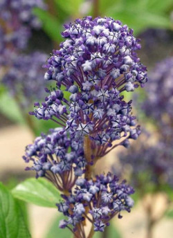 CEANOTHUS delilianus COMTESSE DE PARIS
