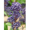 CEANOTHUS delilianus COMTESSE DE PARIS