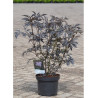 SAMBUCUS nigra BLACK LACE En pot de 10-12 litres