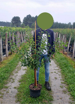 PRUNIER En pot de 10-12 litres forme gobelet