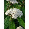 VIBURNUM RHYTIDOPHYLLUM