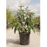 VIBURNUM RHYTIDOPHYLLUM En pot de 25-30 litres