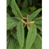 VIBURNUM RHYTIDOPHYLLUM