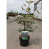 VIBURNUM pragense En pot de 4-5 litres