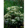 VIBURNUM plicatum WATANABE