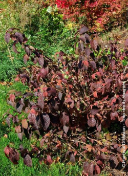 VIBURNUM plicatum MARIESII GREAT STAR®
