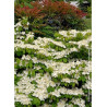 VIBURNUM plicatum MARIESII GREAT STAR®