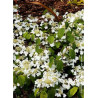 VIBURNUM plicatum MARIESII GREAT STAR®