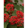 VIBURNUM plicatum MARIESII GREAT STAR®