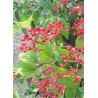 VIBURNUM plicatum tomentosum KILIMANDJARO®