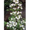 VIBURNUM plicatum tomentosum KILIMANDJARO®