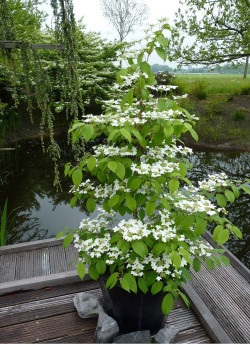 VIBURNUM plicatum tomentosum KILIMANDJARO®