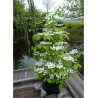 VIBURNUM plicatum tomentosum KILIMANDJARO®