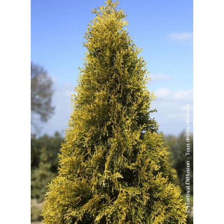 THUJA occidentalis GOLDEN SMARAGD