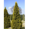 THUJA occidentalis GOLDEN SMARAGD