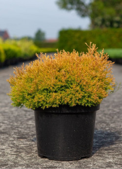 THUJA occidentalis RHEINGOLD En pot de 7-10 litres