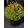 THUJA occidentalis RHEINGOLD En pot de 15-20 litres