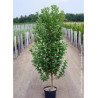 AMELANCHIER canadensis OCTOBER FLAME En pot de 10-12 litres forme quenouille