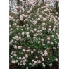 VIBURNUM burkwoodii MOHAWK