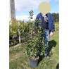 VIBURNUM burkwoodii MOHAWK En pot de 10-12 litres