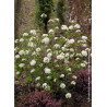 VIBURNUM burkwoodii MOHAWK
