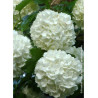 VIBURNUM opulus ROSEUM