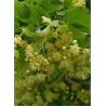 TILIA cordata