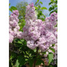 SYRINGA ROSE DE MOSCOU