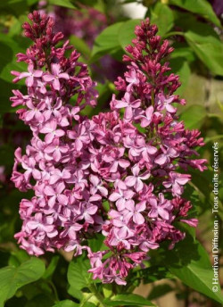 SYRINGA PRINCESSE STURDZA