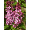 SYRINGA PRINCESSE STURDZA