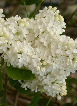SYRINGA COMTESSE D'HARCOURT