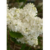 SYRINGA COMTESSE D'HARCOURT