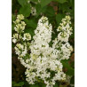 SYRINGA COMTESSE D'HARCOURT