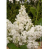 SYRINGA DENTELLE D'ANJOU