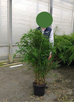 FARGESIA RUFA En pot de 15-20 litres