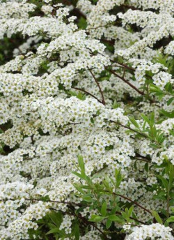 SPIRAEA arguta