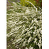 SPIRAEA arguta