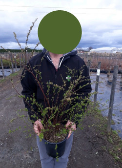 SPIRAEA arguta En pot de 4-5 litres