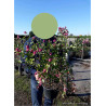 SYMPHORICARPOS doorenbosii MAGICAL CANDY En pot de 4-5 litres