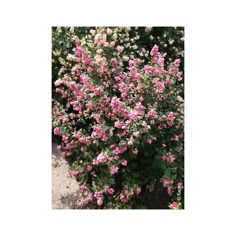 SYMPHORICARPOS doorenbosii MAGICAL SWEET