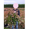 ABELIA EDWARD GOUCHER En pot de 10-12 litres